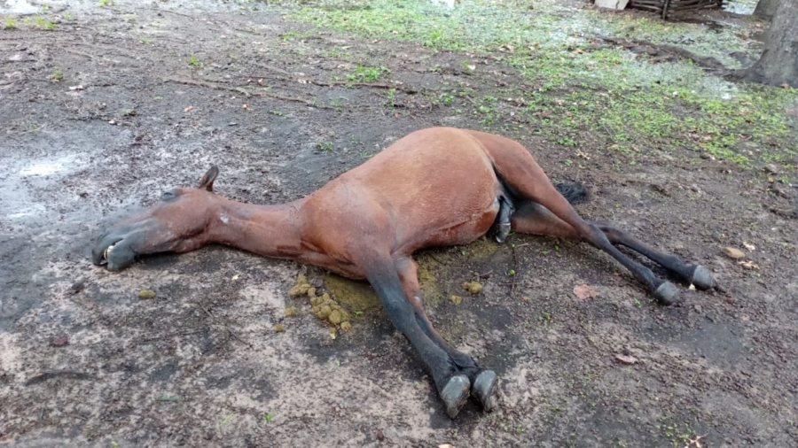 Raio mata cavalos em Salmourão - - Notícia - Ocnet