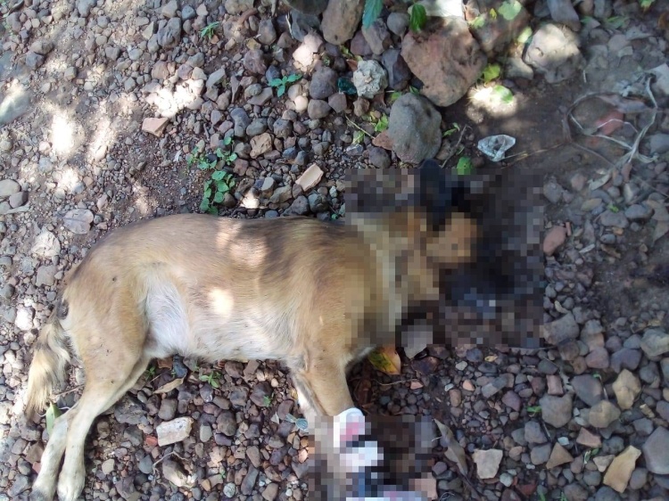 Lavrador é preso após matar cachorro com golpes de foice em Joaquim Pires (Foto: Divulgação/ PM)