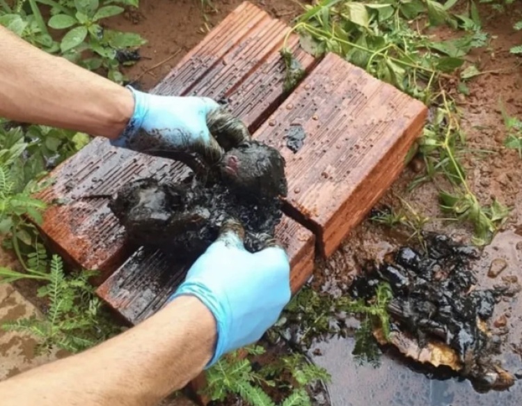 Filhotes de cachorro são resgatados com corpo coberto de piche em Picos - Foto: Reprodução/Instagram