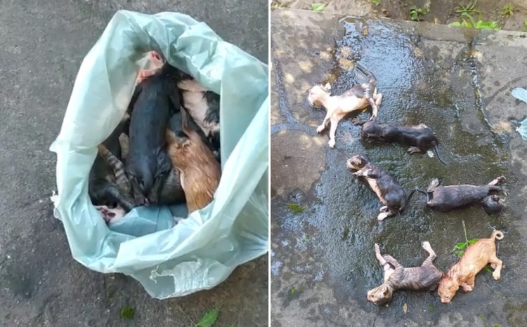 Filhotes de gato são achados dentro de saco plástico em carroceria e homem é preso por maus-tratos no Piauí — Foto: Reprodução