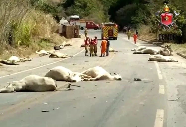 Carreta atropela boiada, mata 21 animais e capota em rodovia do DF - Imagem: Corpo de Bombeiros do Distrito Federal