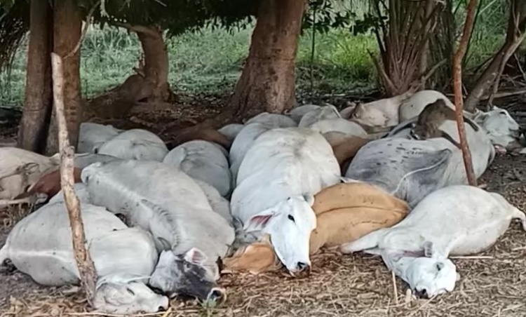 Vacas, bois e bezerros mortos no município de Manoel Emídio (Foto: reprodução)