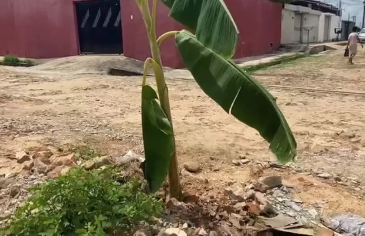 Bananeira plantada em rua da Zona Norte de Teresina — Foto: Reprodução Pessoal