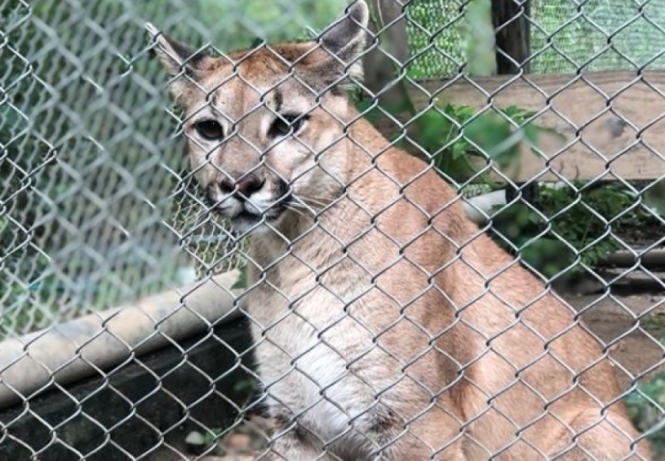 Onça sussuarana foge no Zoobotânico de Teresina e equipes realizam buscas (Foto: Reprodução)