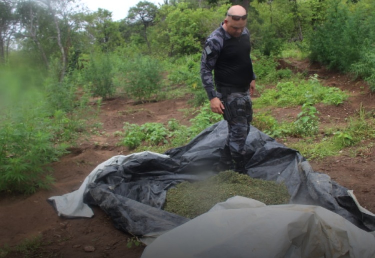 PM localiza plantação com cerca de 100 mil pés de maconha no Piauí - Foto: Divulgação/PM