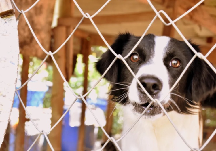 Dia Mundial dos Animais de Rua: governo do Piauí divulga WhatsApp para denúncias de maus-tratos contra animais — Foto: Fabio Rodrigues/g1