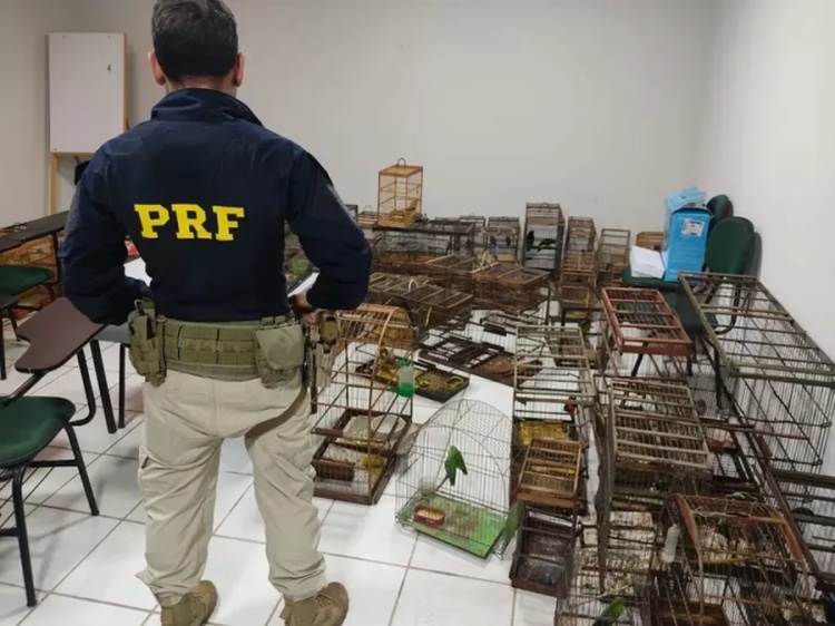 Mais de 80 pássaros são resgatados de cativeiro ilegal em cidades do Piauí e Ceará — Foto: Polícia Rodoviária Federal