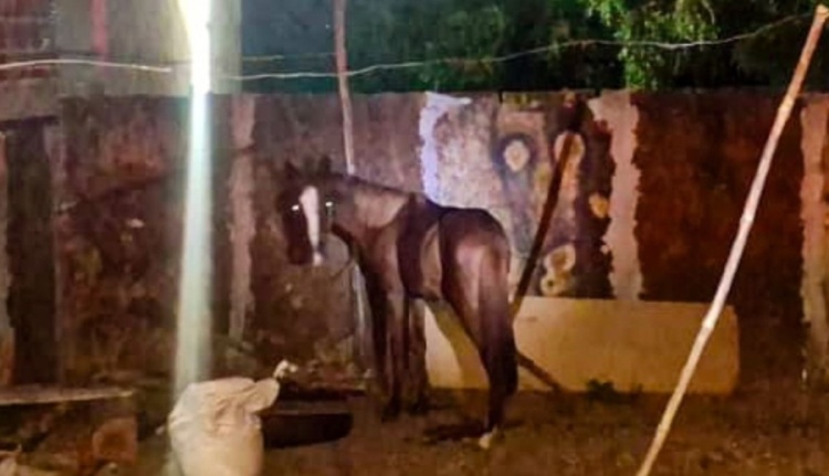 Cavalo é furtado e vendido por R$ 300 em Castelo / Foto: R10