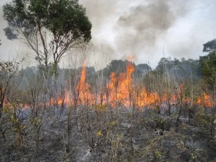 Foto: Giselda Durigan/Unicamp