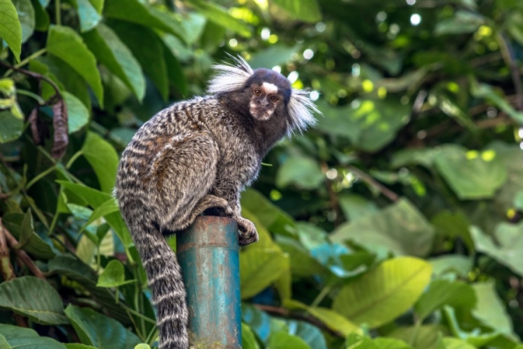 Sagui, espécie de macaco - Foto: Reproduções   