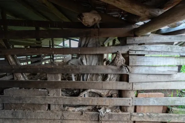 Vacas morreram em curral tentando fugir da água que invadiu fazenda em Venâncio Aires (RS)