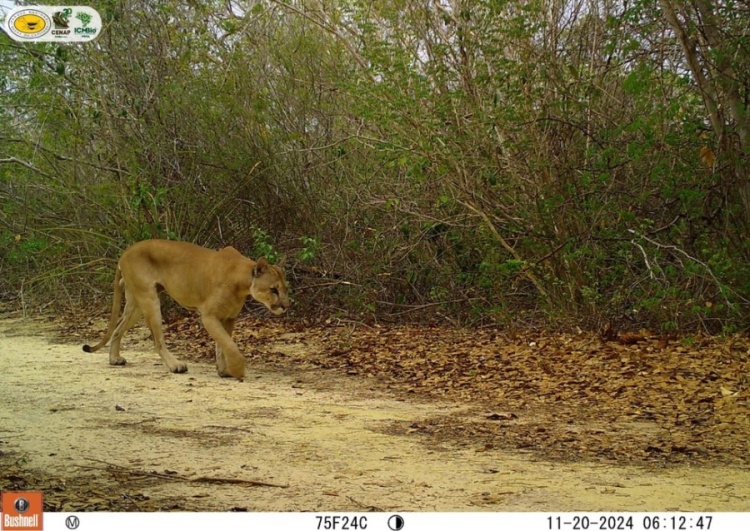 Foto: Divulgação/ICMBio