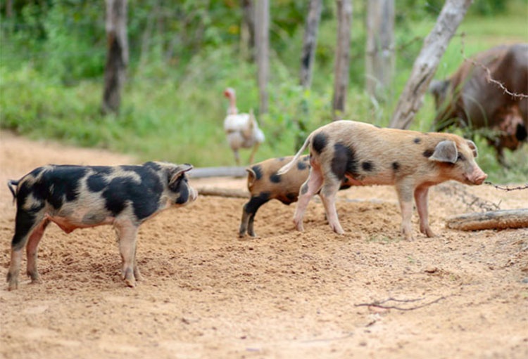 Fonte: Cidade Verde / Foto: Reprodução