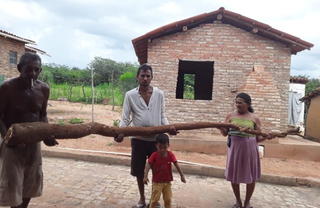 Família de agricultores colhe macaxeira de três metros no Sul do Piauí
