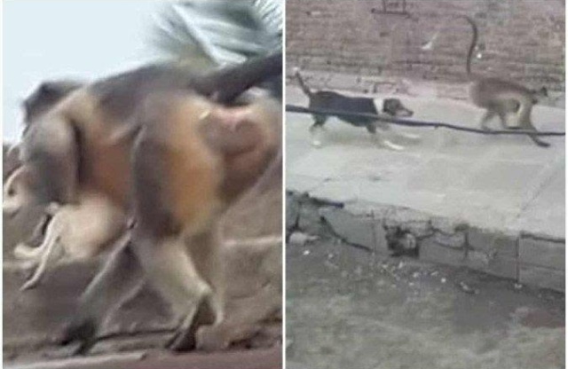 Por 'vingança', macacos matam 250 cachorros jogando-os do alto de prédio