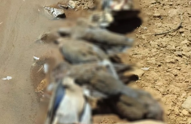 Órgãos de saúde investigam mortes de centenas de pássaros em Milton Brandão (PI)