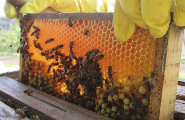 Campo Maior está entre as maiores produtoras de mel no Piauí