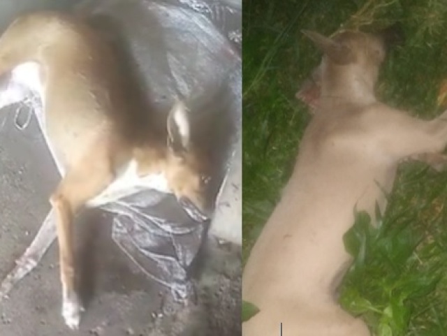 Família denuncia morte de três cachorros por suspeita de envenenamento em Campo Maior (PI)